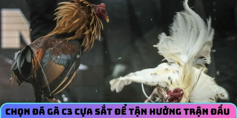 chon-da-ga-c3-cua-sat