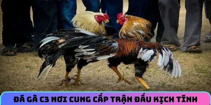 da-ga-c3-cung-cap-tran-dau-kich-tinh