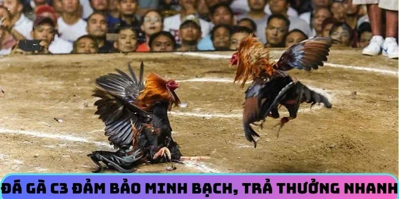 da-ga-c3-minh-bach-thuong-nhanh